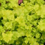 Coralbells, Lime Marmalade