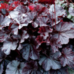 Coralbells, Northern Exposure Black