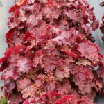 Coralbells, Northern Exposure Red