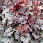 Coralbells, Northern Exposure Silver