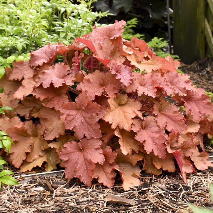 Coralbells, Peachberry Ice