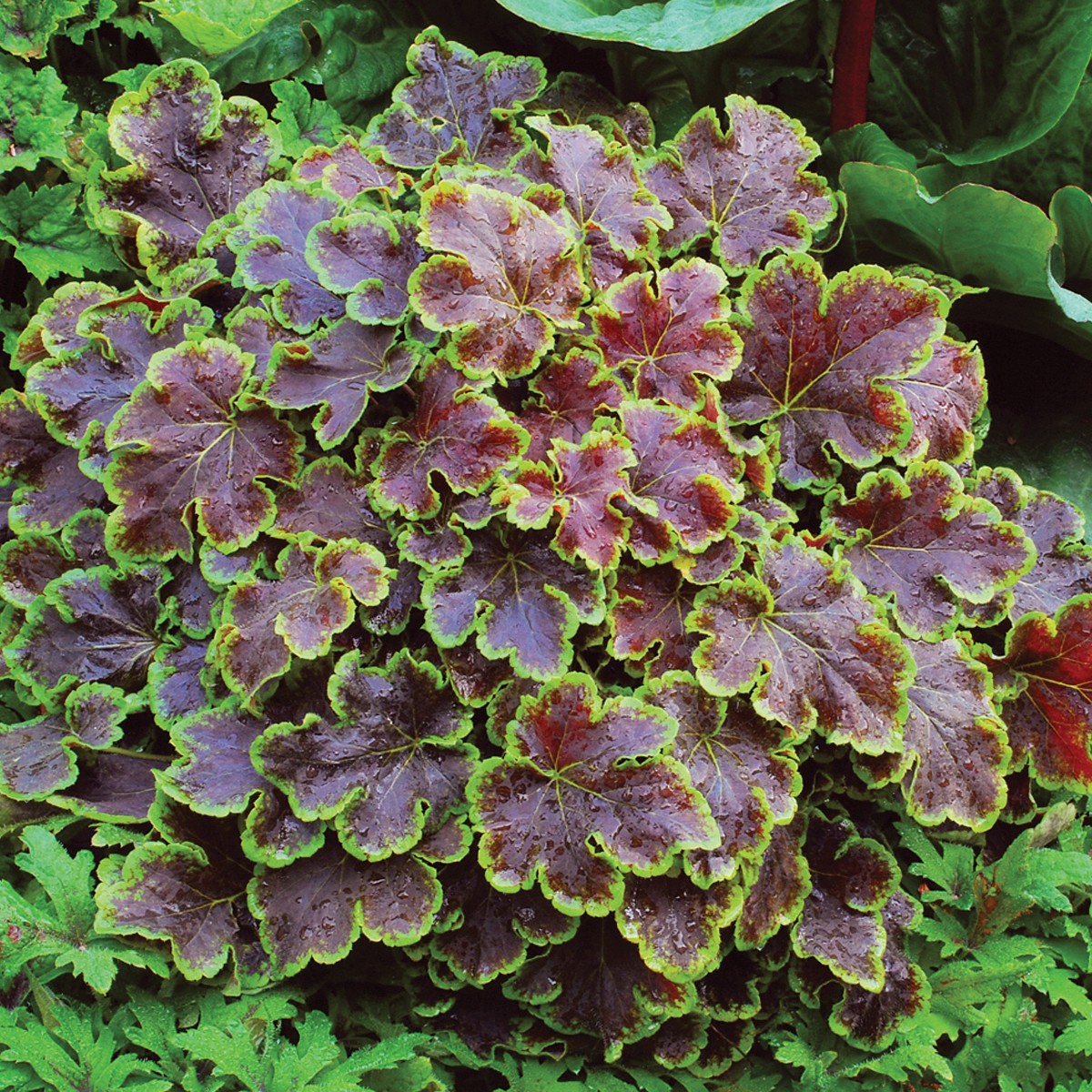 Foamy Bells, Solar Eclipse