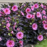 Hibiscus, Edge of Night