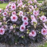 Hibiscus, Starry Starry Night