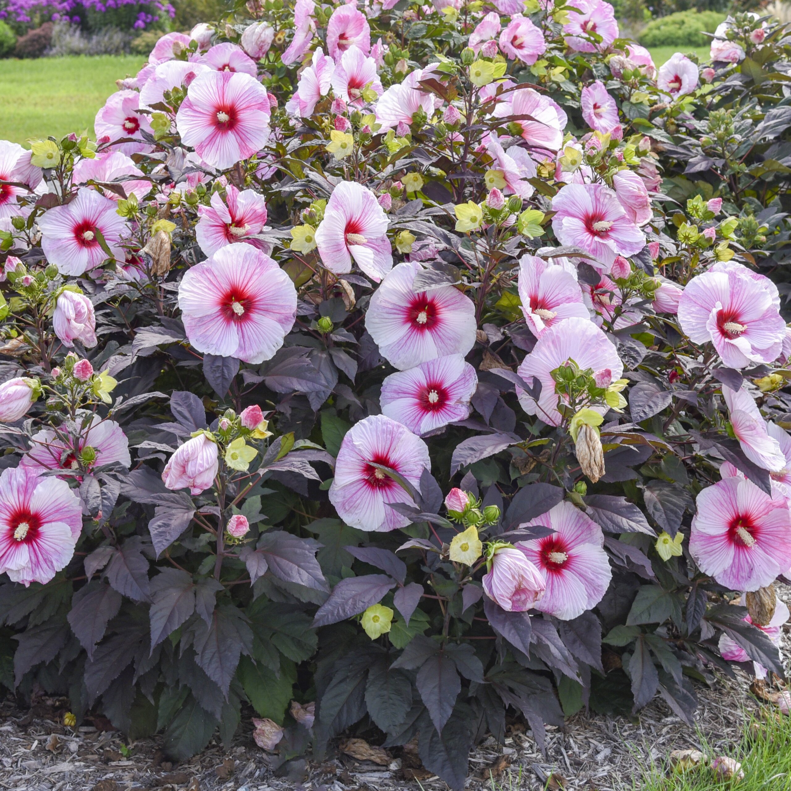Hibiscus, Starry Starry Night