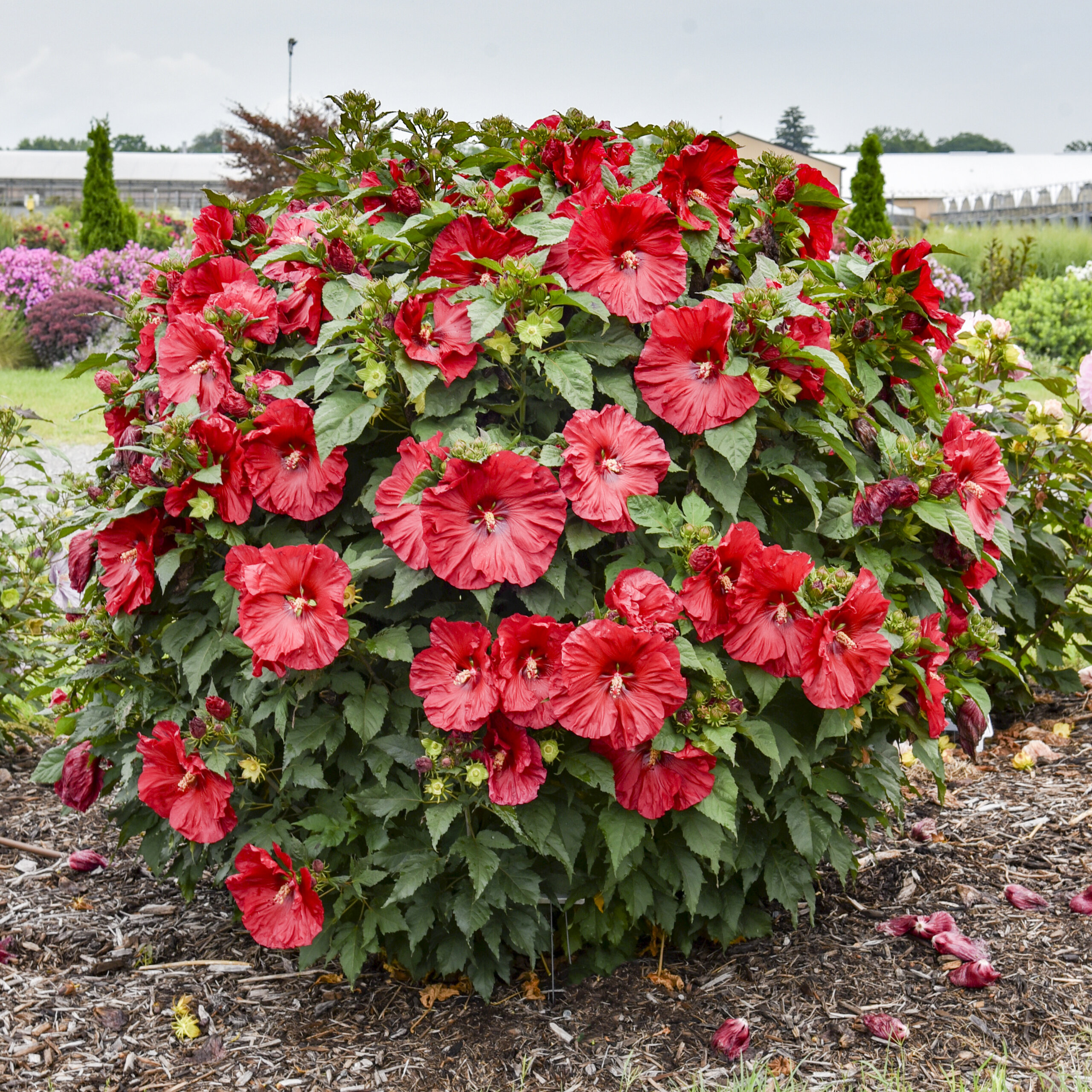 Hibiscus, Summerific Valentine’s Crush