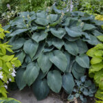 Hosta, Blue Angel