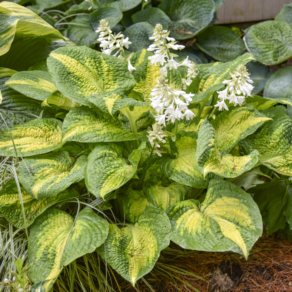 Hosta, Brother Stefan
