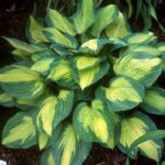 Hosta, Captain Kirk