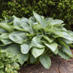 Hosta, Empress Wu