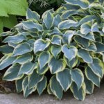 Hosta, First Frost