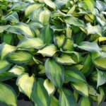 Hosta, Forbidden Fruit