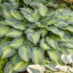 Hosta, June
