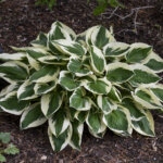 Hosta, Patriot