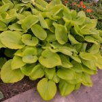 Hosta, Sum & Substance