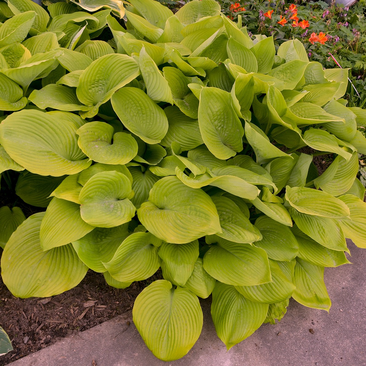 Hosta, Sum & Substance - Campbell's Nursery