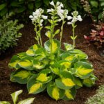 Hosta, Sunset Grooves