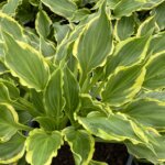 Hosta, Tea at Betty's