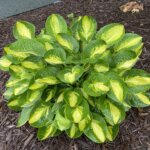 Hosta, Warwick Comet