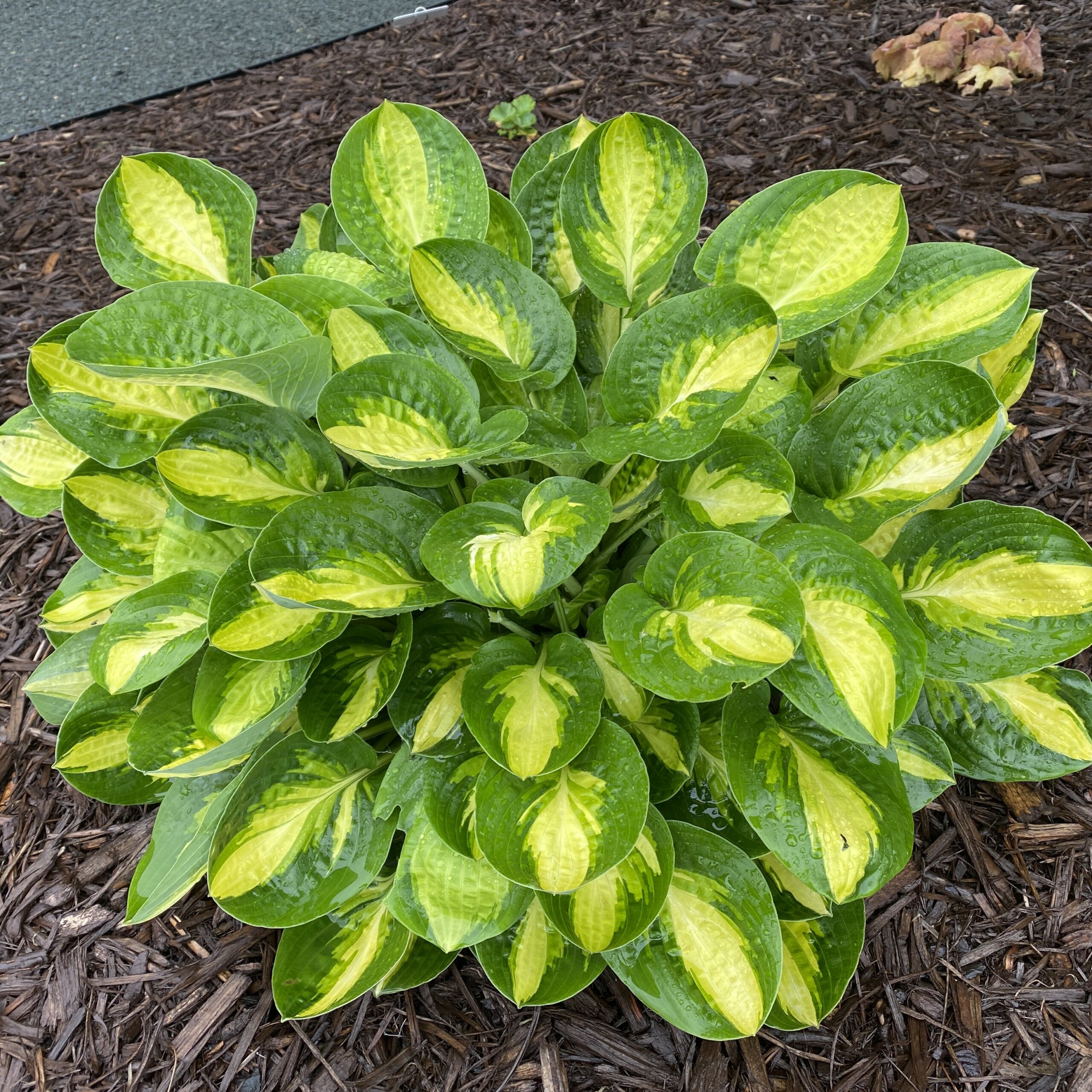Hosta, Warwick Comet