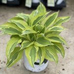 Hosta, Yellow Polka Dot Bikini