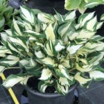 Hosta, Fire and Ice