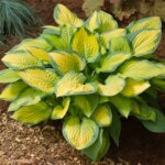 Hosta, Paul's Glory