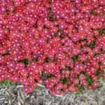 Ice Plant, Razzle Dazzle