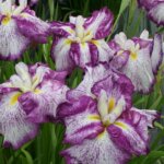 Iris, Harlequinesque