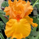 Iris, German Savannah Sunset