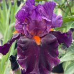 Iris, German Sharp Dressed Man