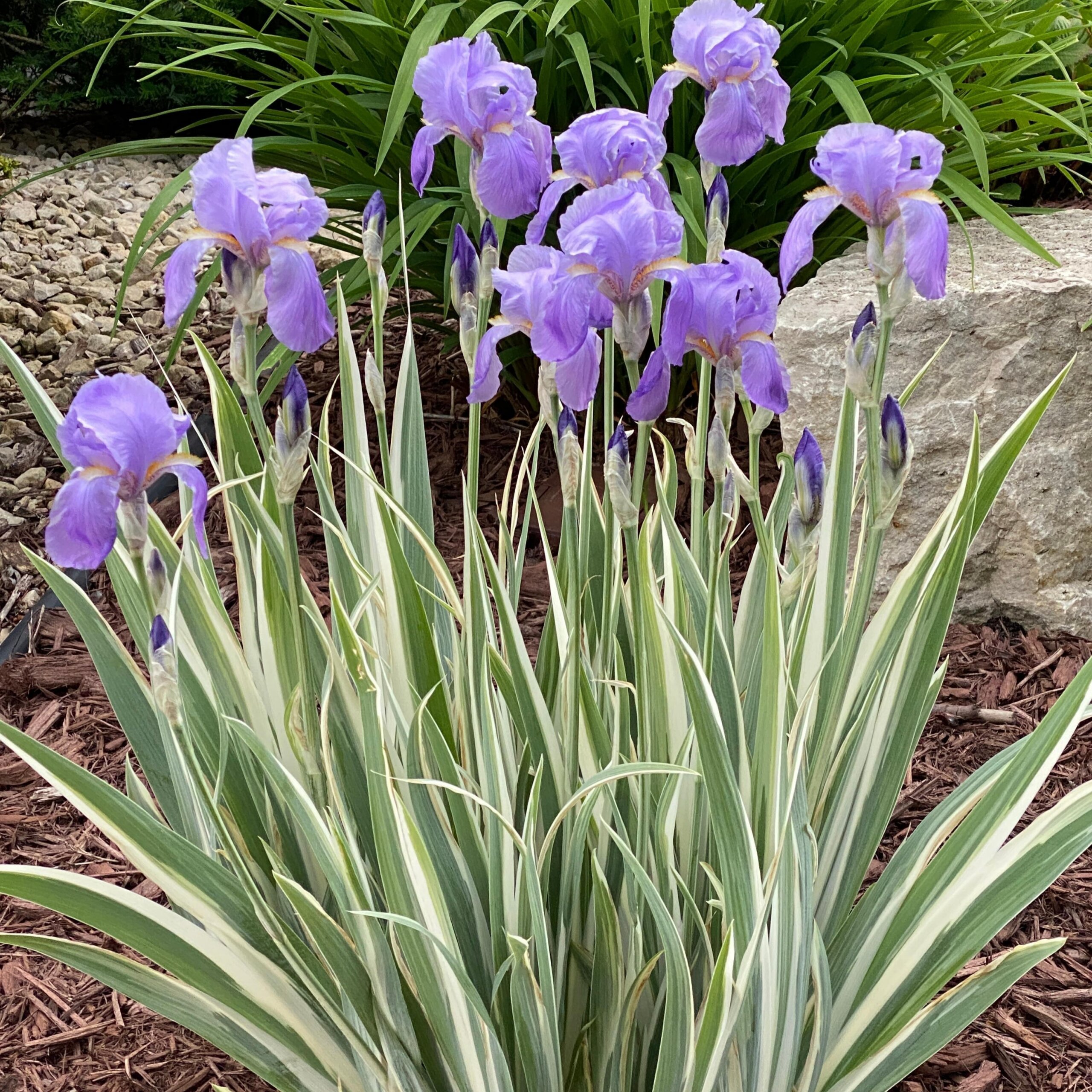 Iris, Zebra White