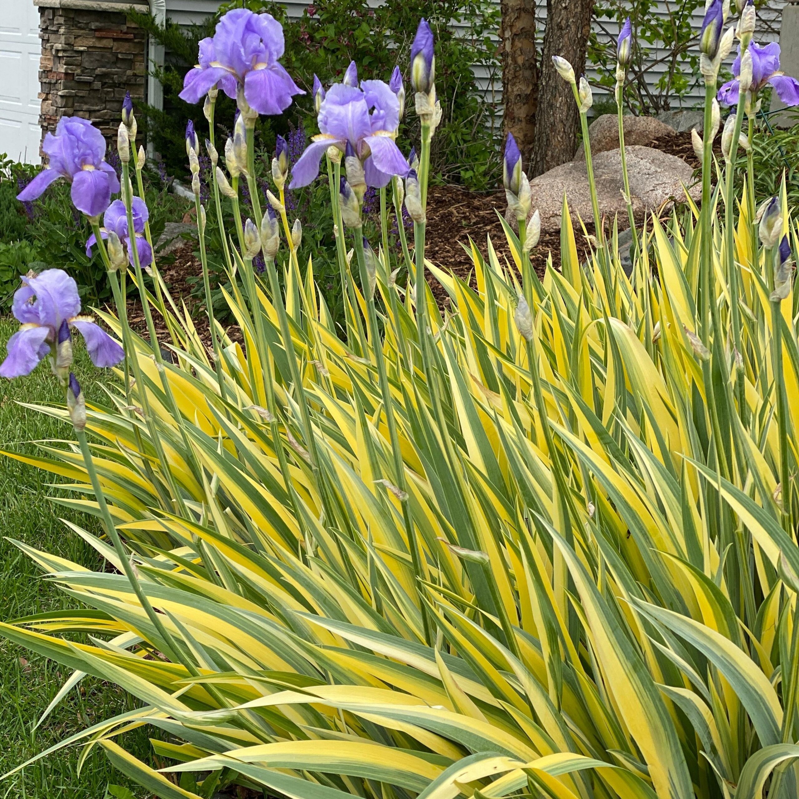 Iris, Zebra Yellow