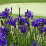 Iris, Siberian Caesar's Brother