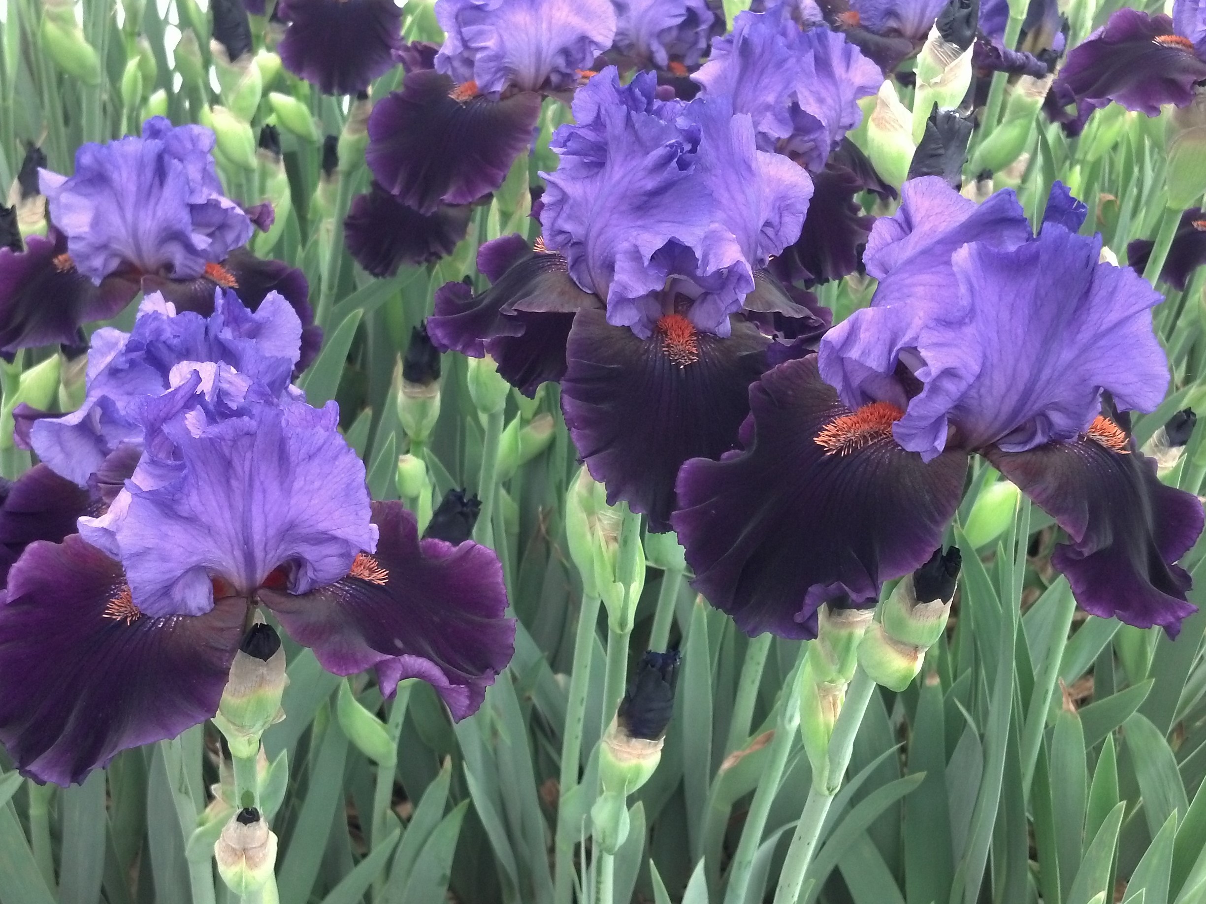 Iris, German Violet Turner