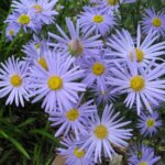 Kalimeris, Blue Star