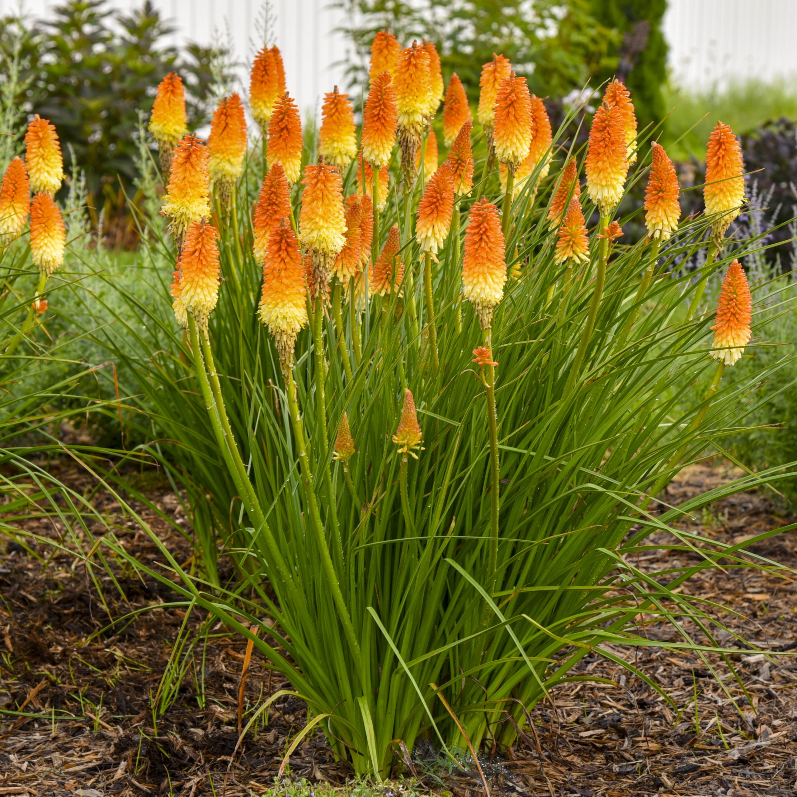 Kniphofia, Hot and Cold