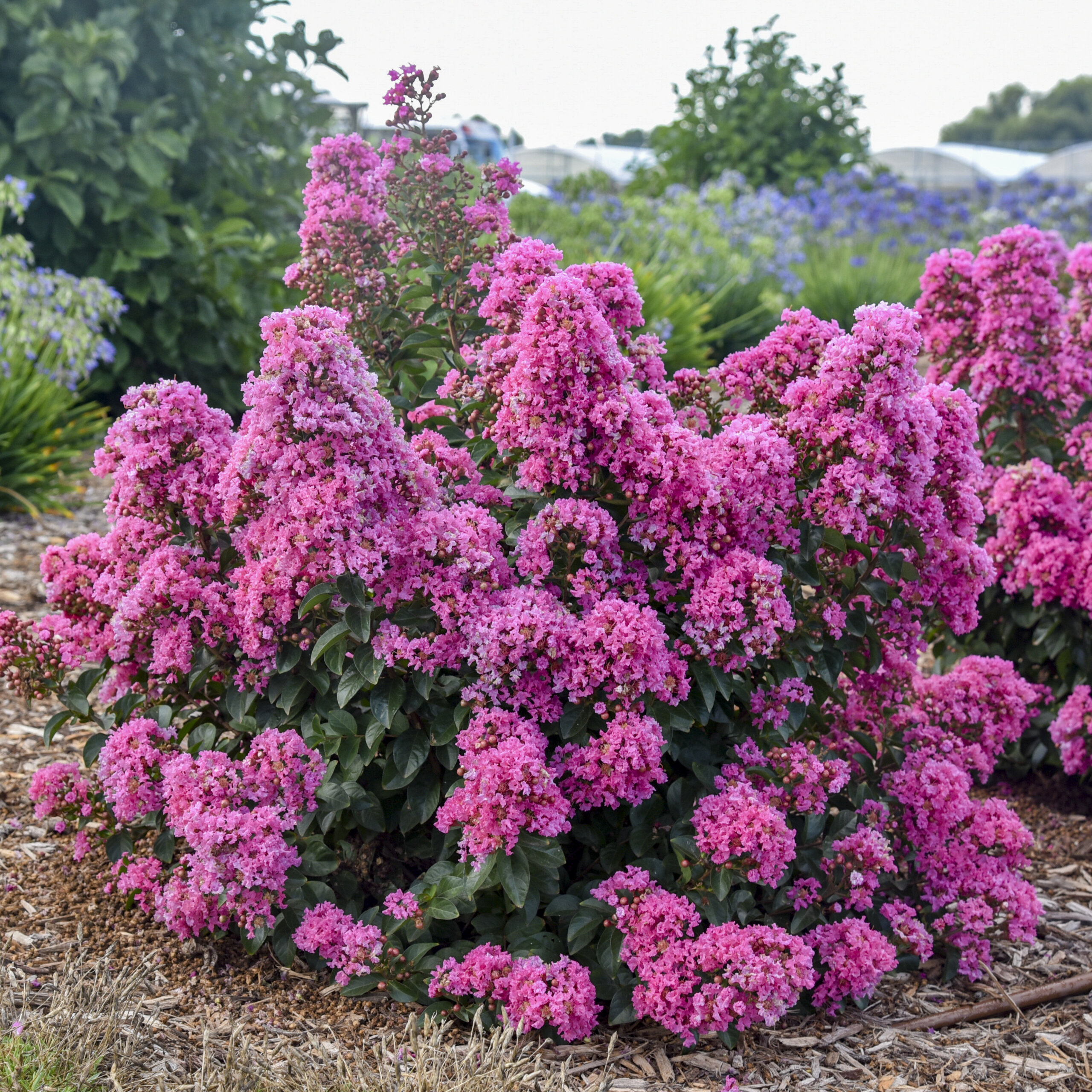 Crapemyrtle, Peppermint Mocha