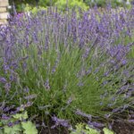 Lavender, Phenomenal