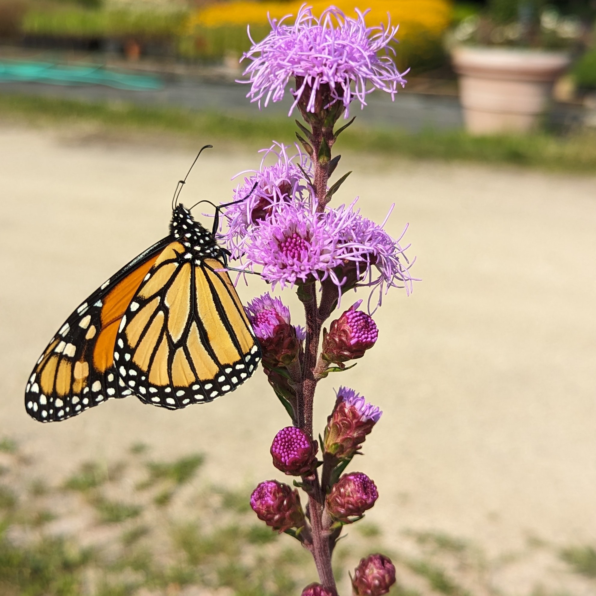 Gayfeather, Rocky Mountain Blazing Star