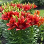 Lily, Summer Scarlet