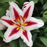 Lily, Oriental Big Smile