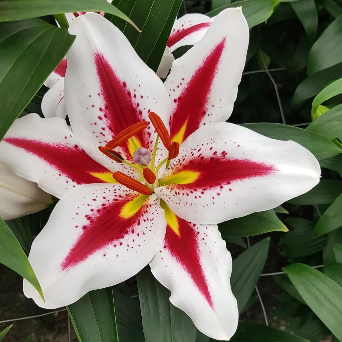 Lily•*¨*•.¸♬︎ Lily, Oriental Big Smile - Campbell's Nursery