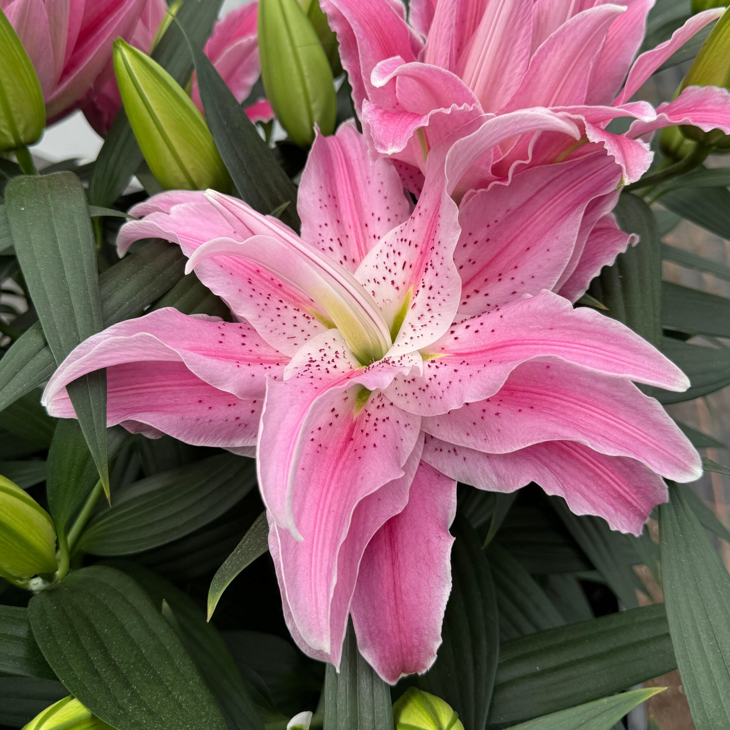 Lily, Oriental Azra - Campbell's Nursery