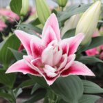 Lily, Oriental Roselily Nowa