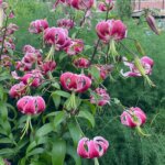 Lily, OT Hybrid Black Beauty