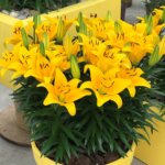 Lily, Asiatic Tiny Bee