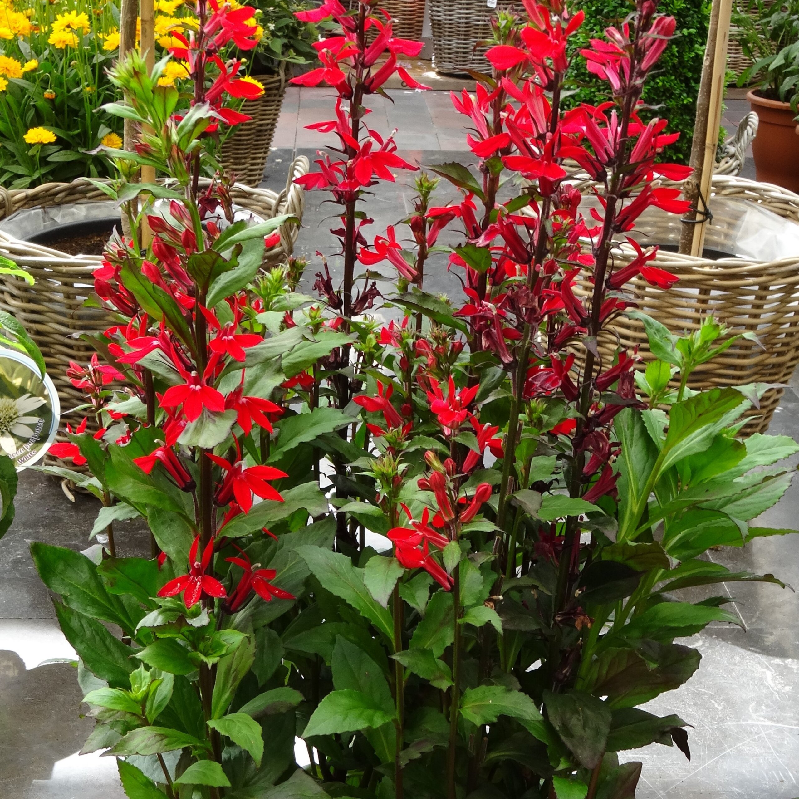 Lobelia, Fan Scarlet