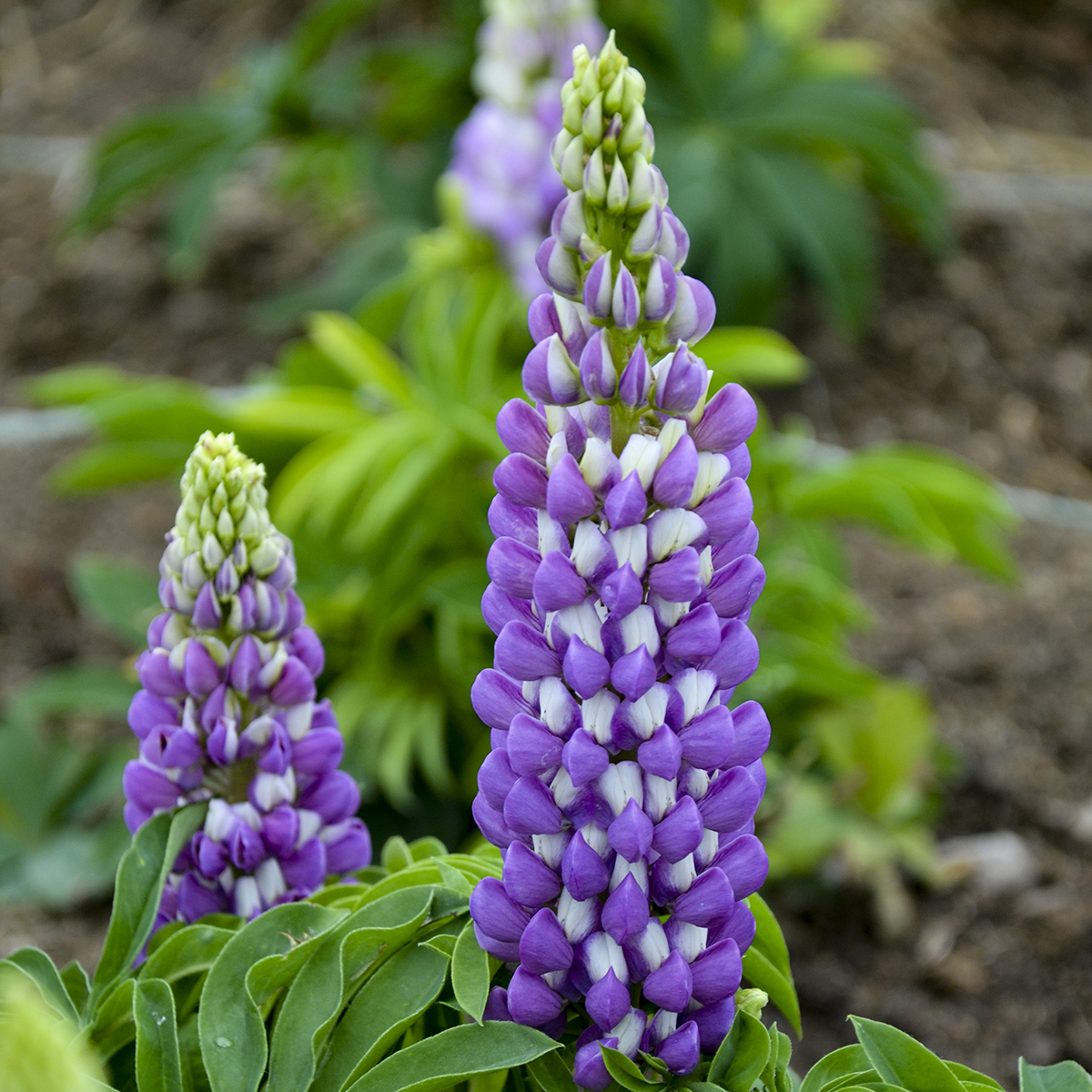 Lupine, Blue Bicolor