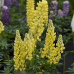 Lupine, Gallery Yellow